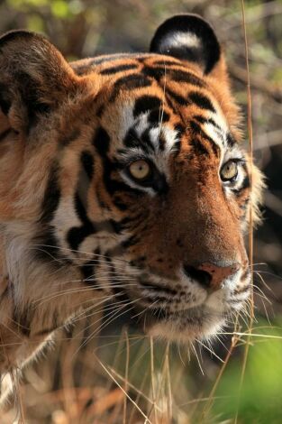 El secreto de los depredadores: Expuestos
