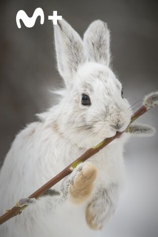 The Americas: El norte helado