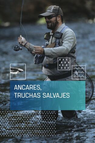 Ancares, truchas salvajes