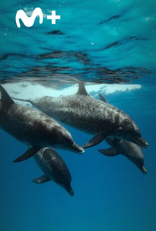 Ballenas con Steve Backshall: Las ballenas y nosotros