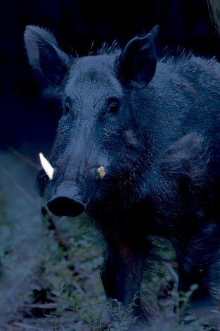 Burdur la caza nocturna con pulsar