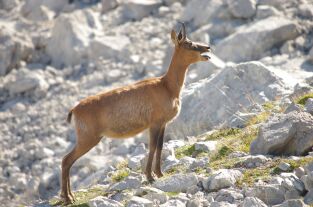 Monteses entre rebecos