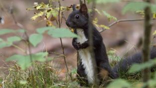 Maravillas secretas de Europa: Alemania