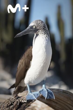 The Americas: México