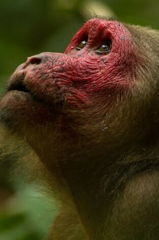 Dentro de lo Salvaje: India: El dilema de un Oso Perezoso