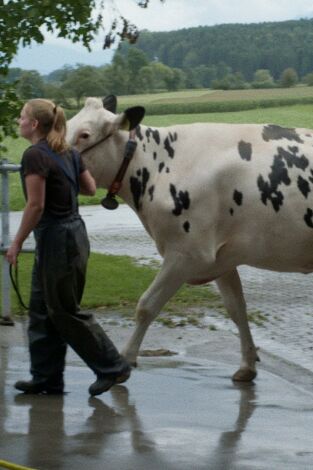 Le coeur à l'élevage