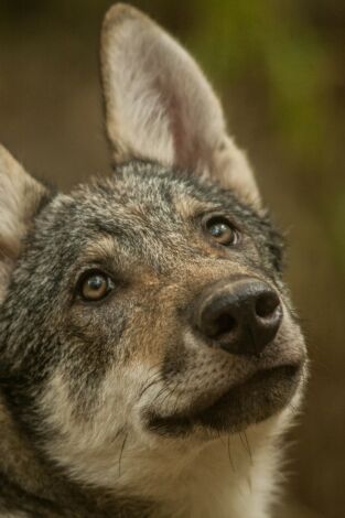 Depredadores de los Cárpatos: El reino del lobo