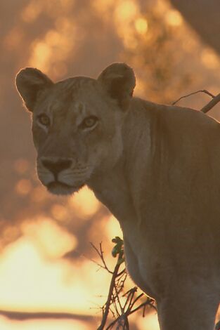 Especial animales letales de África: Jugando al escondite