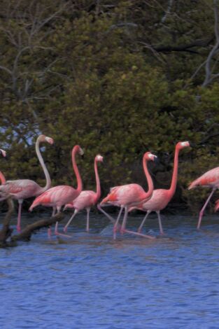 Imperios del reino animal: Reconstruir un imperio