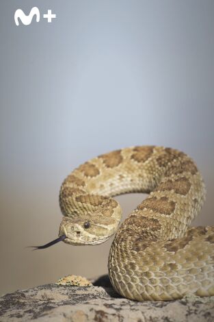 The Americas: El Salvaje Oeste