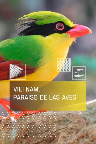 Vietnam, paraíso de las aves