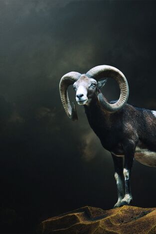 Muflones con taxidermia Madrid