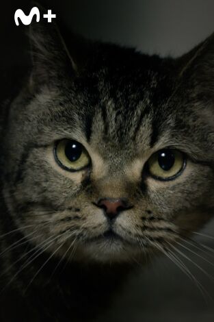 Crímenes: La iaia Anita (parte 2)