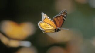 La increíble migración animal: Voladores habituales