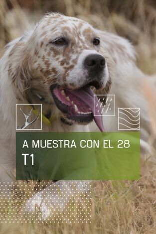 A muestra con el 28: Becadas asentadas al terreno