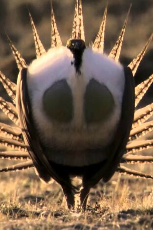 Los grandes bailarines de la naturaleza