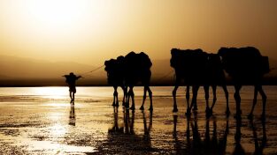 Nuestro planeta (One Strange Rock): Aliento