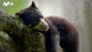 The Americas: Los Andes