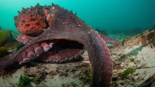 Los secretos de los pulpos: Mentes maestras