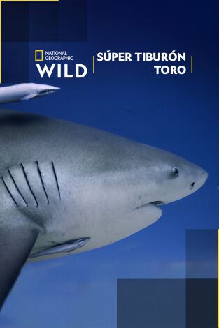 Súper tiburón toro