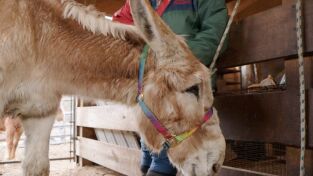 El increíble doctor Pol: Uno para todos, y todos para Pol