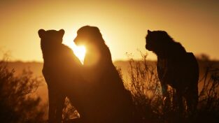 Nuestro planeta (One Strange Rock): Alienígena