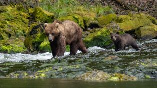 La increíble migración animal: La carrera fluvial de Alaska