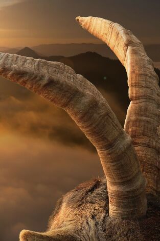 Tras los machos monteses en Sierra Mágina