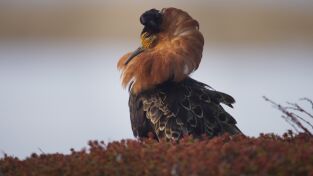 Europa indómita: Montañas