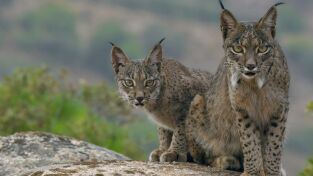 La tierra del lince ibérico: Primavera