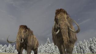 Bestias del pasado: Mamut