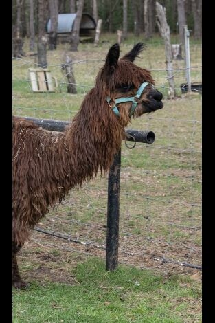 El increíble doctor Pol: Los relinchos de nuestras vidas