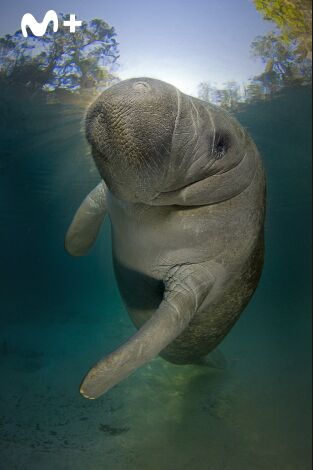 The Americas: La Costa del Golfo