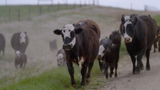 Veterinarios de Nebraska: Estado mental Mu York