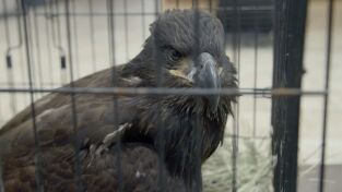 Veterinarios de Nebraska: El águila ha aterrizado