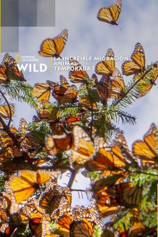 La increíble migración animal: Odiseas oceánicas