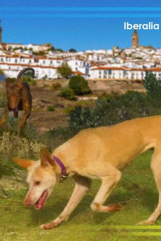 Conejos a diente. Federación extremeña de caza mutuasport 3