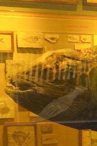 Misterios en el museo: La batalla de Palmdale