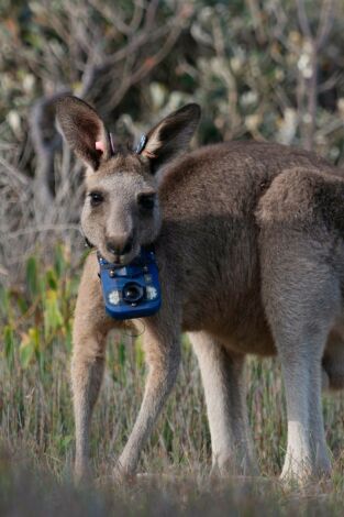 Animales con cámaras: Australia
