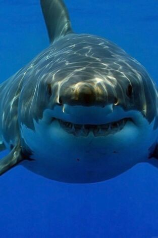 Tiburones. Los cinco grandes