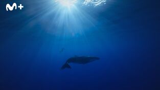 Ballenas con Steve Backshall: Viajeras