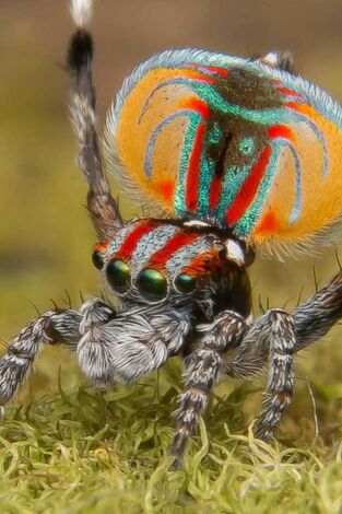 Familias animales asombrosas: Episodio 7