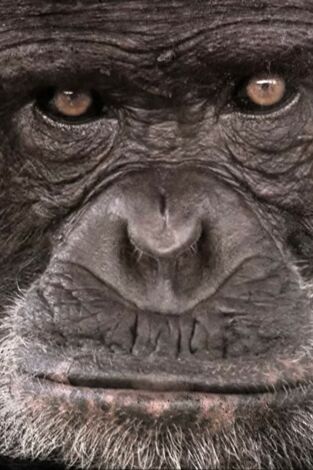 Historia de la vida: Las plantas, los gobernantes silenciosos de la tierra