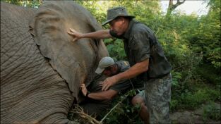 Cazar para conservar: Nuestras vidas por el elefante