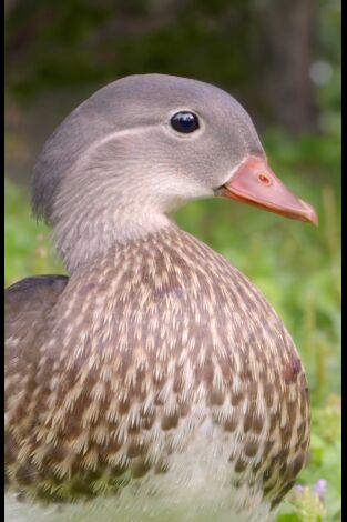 Maravillas secretas de Europa: Grecia