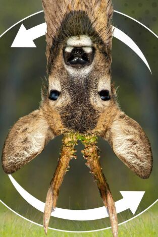 A vueltas con los corzos