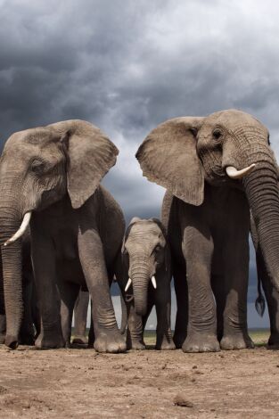 Life Story: Independencia