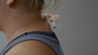 Veterinarios de Nebraska: Gracias por las Mamás