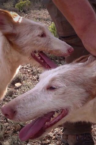 Xarnego, el podenco valenciano