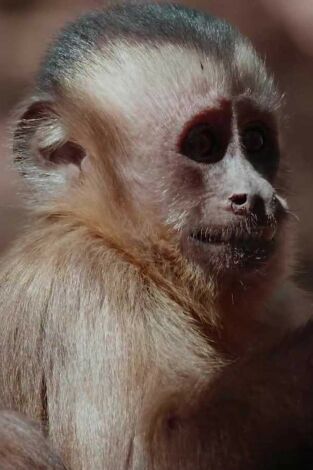 América salvaje: Mawindo, el gran drama del Serengueti